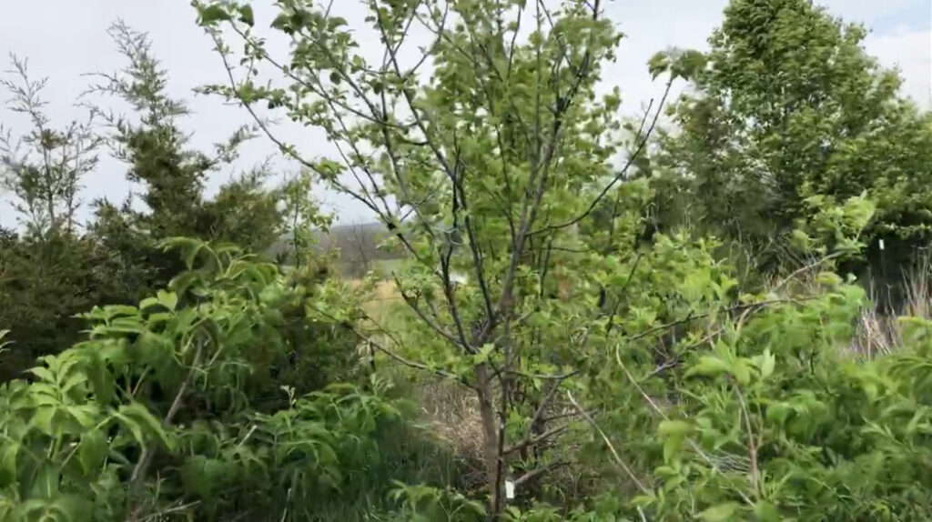 Plant a Food Forest that Mimics the Edge of the Forest in Nature