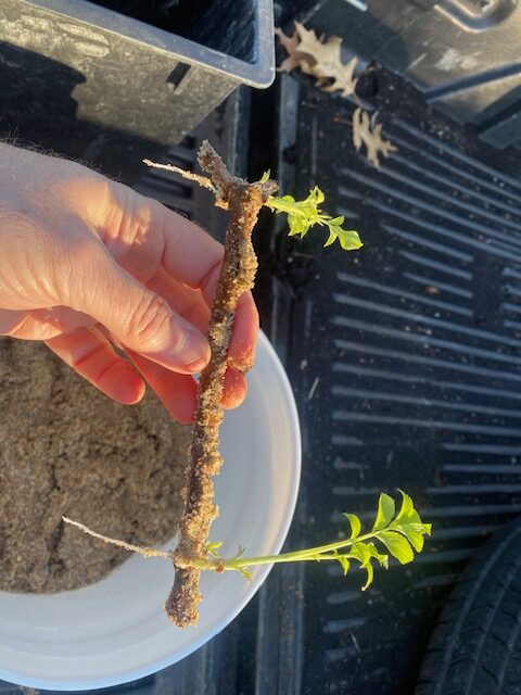 elderberry cutting rooted
