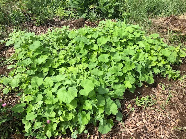 milpa garden - squash