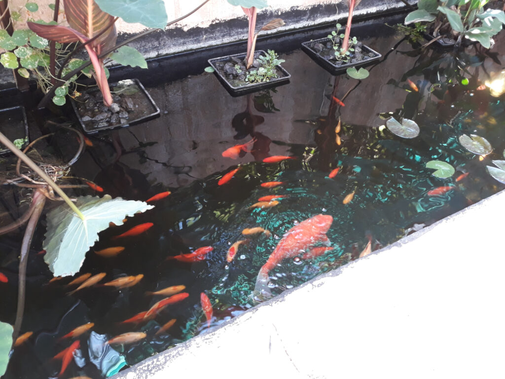 Repurposed Greywater Pond