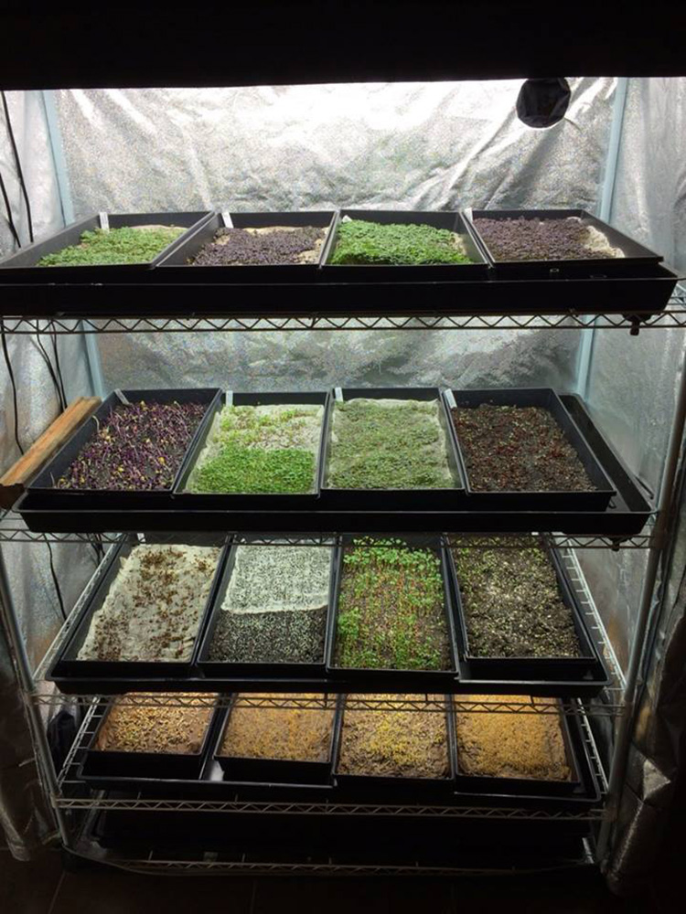 Microgreens Hydroponics