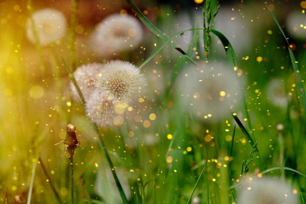 dandelions