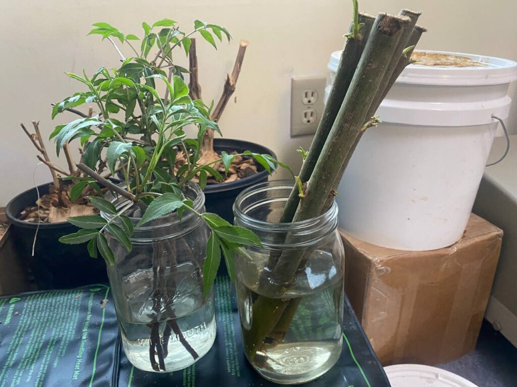 elderberry cuttings in water