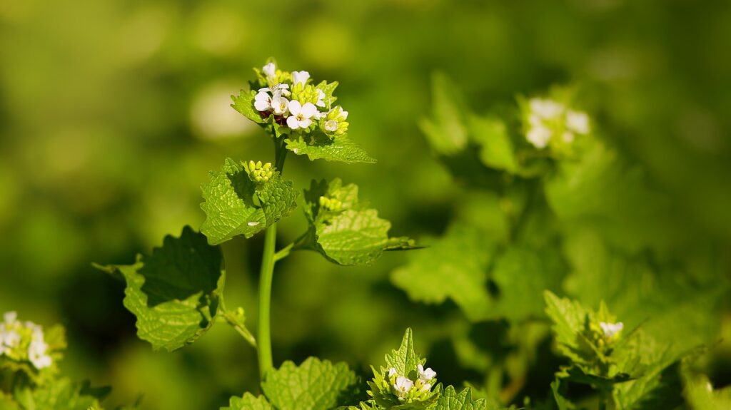 eat the weeds - wild garlic mustard.