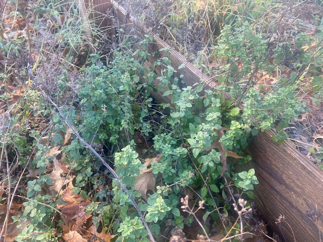 oregano perennial kitchen garden