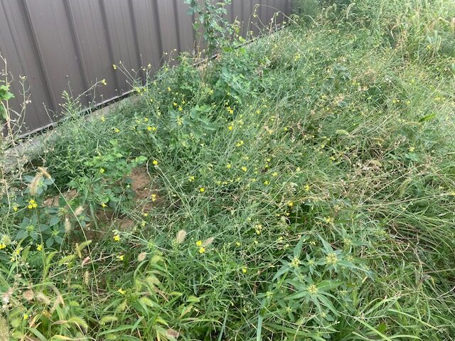 vetch cover crop