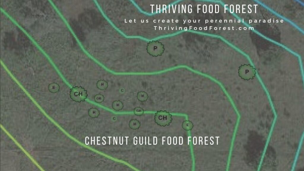 Chestnut Guild Food Forest