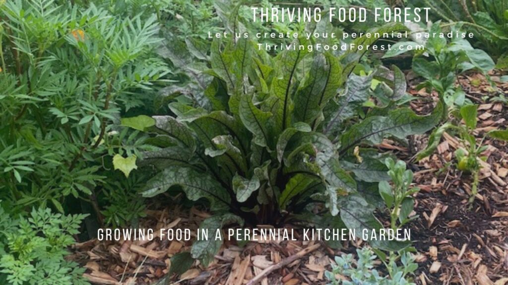 Perennial Kitchen garden title