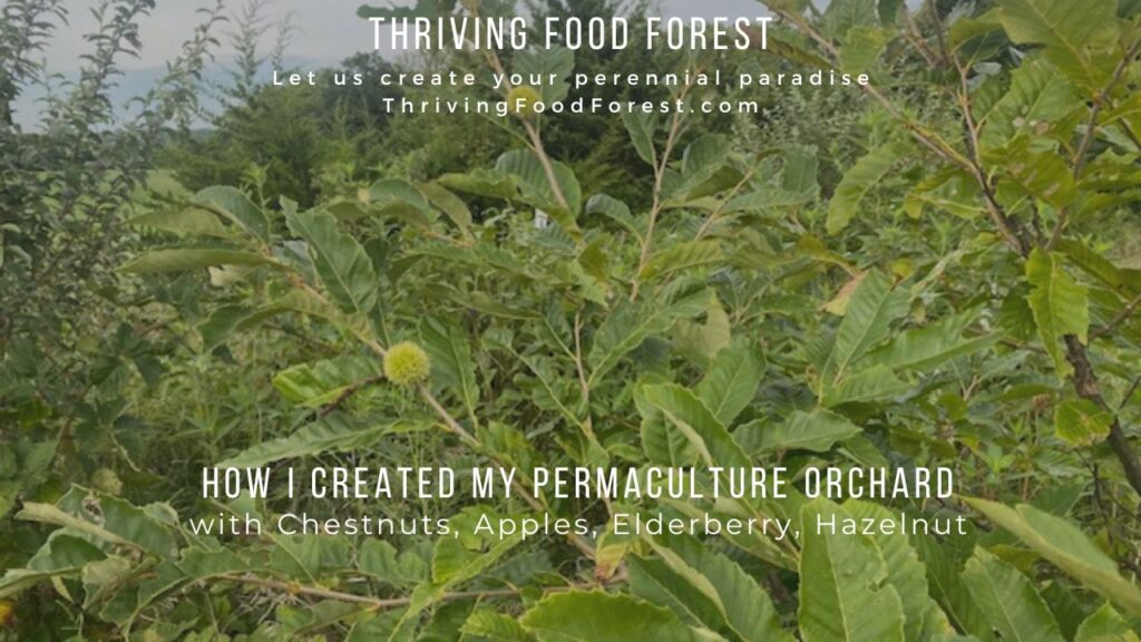 permaculture orchard