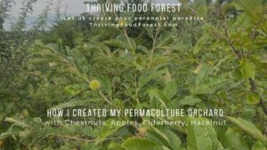 permaculture orchard