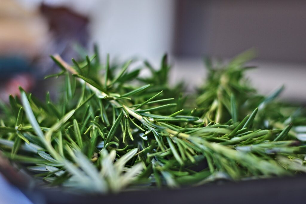 rosemary perennial kitchen garden