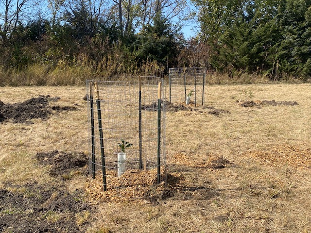 chestnuts planted