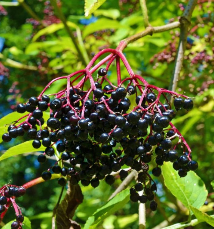 How to Grow Elderberry from Cuttings