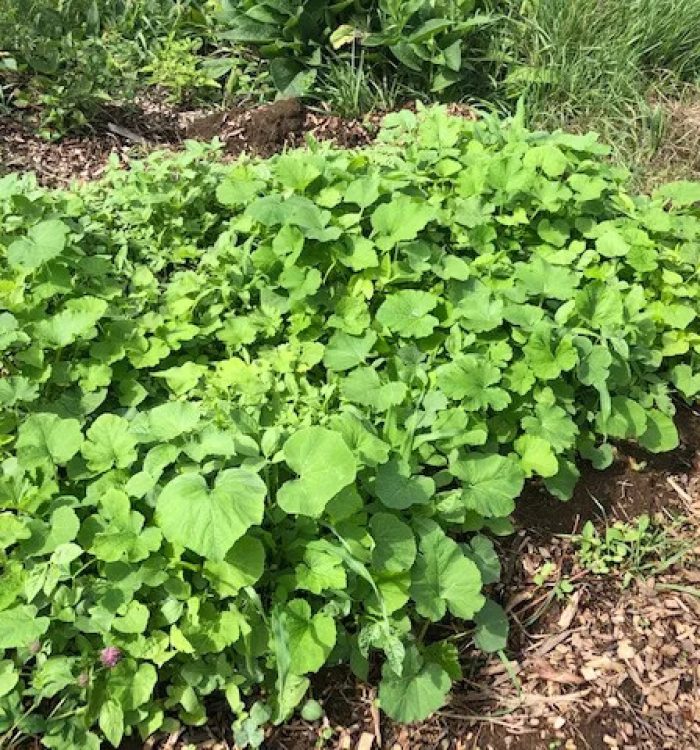 Squash dominated Milpa plot.